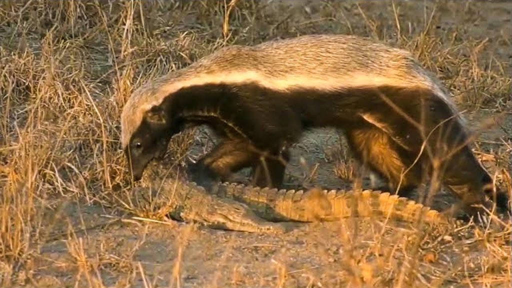 Honey Badger Fearless Enough to Tackle a Crocodile