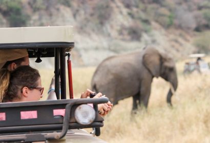 Photographt Safari