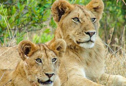 8days/7night Kenya to Tanzania Big Cats safari